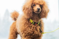 Sale RUKKA PETS Cheery tiny leah