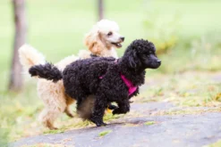 Online RUKKA PETS Cofort air harne