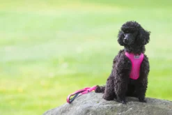 Online RUKKA PETS Cofort air harne
