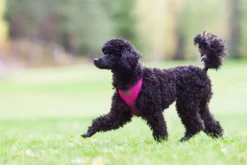 Online RUKKA PETS Cofort air harne