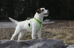 Sale RUKKA PETS Cofort air harne