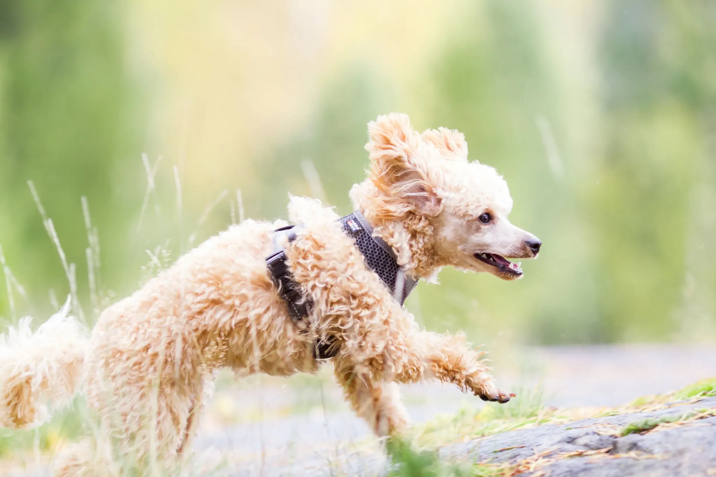 RUKKA PETS Cofort air harne