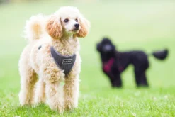 RUKKA PETS Cofort air harne