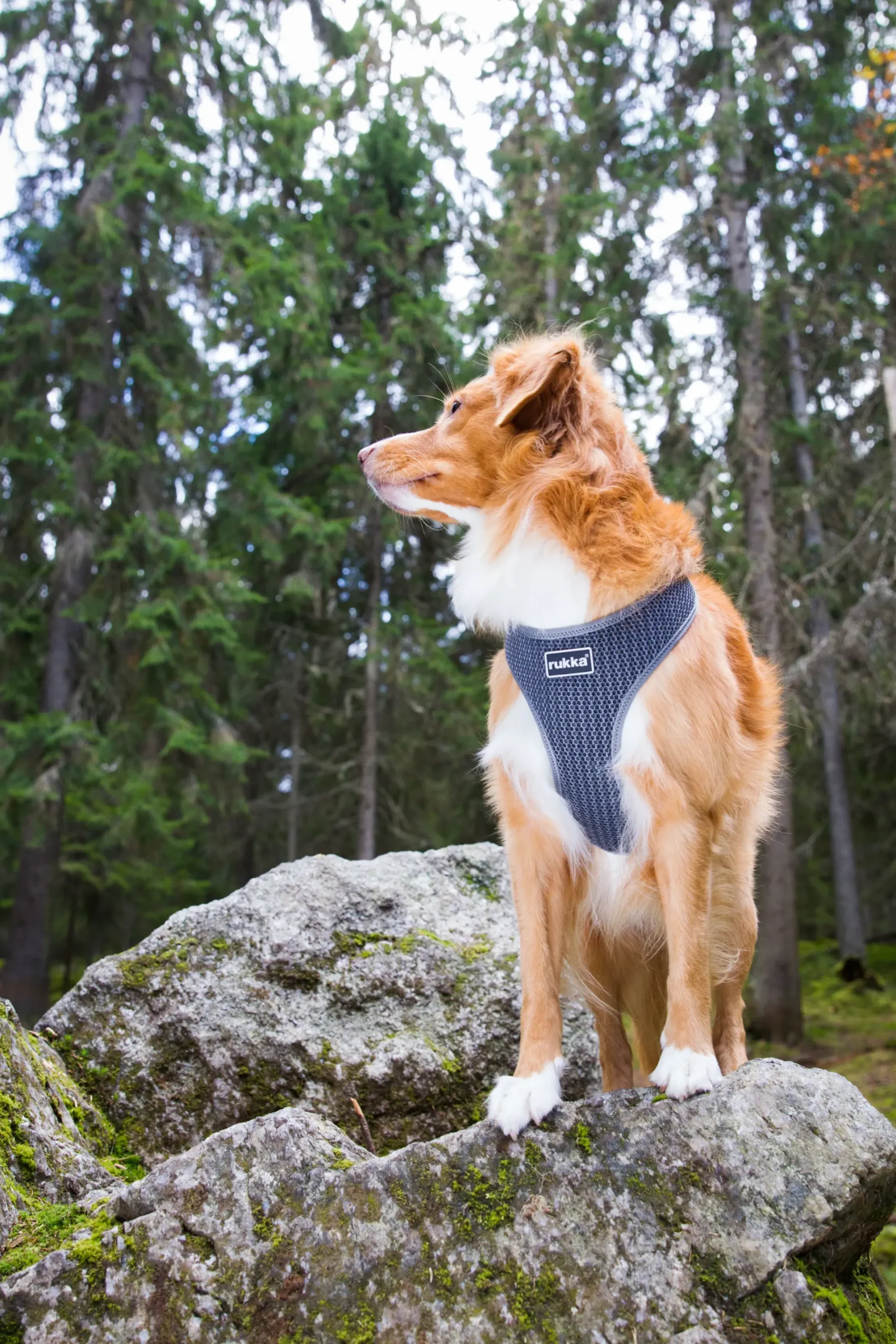 RUKKA PETS Cofort air harne