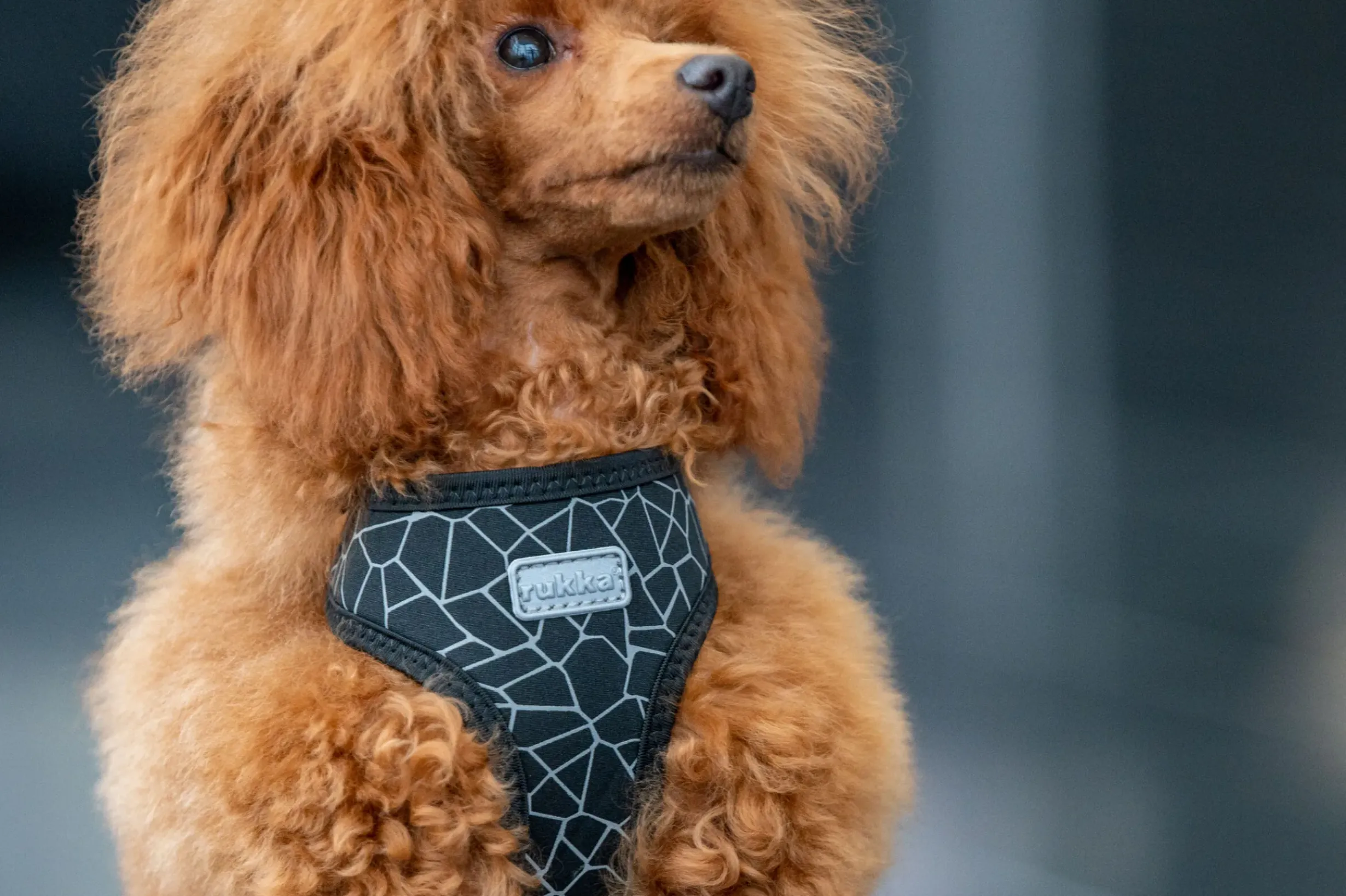 Outlet RUKKA PETS Cube ini harne