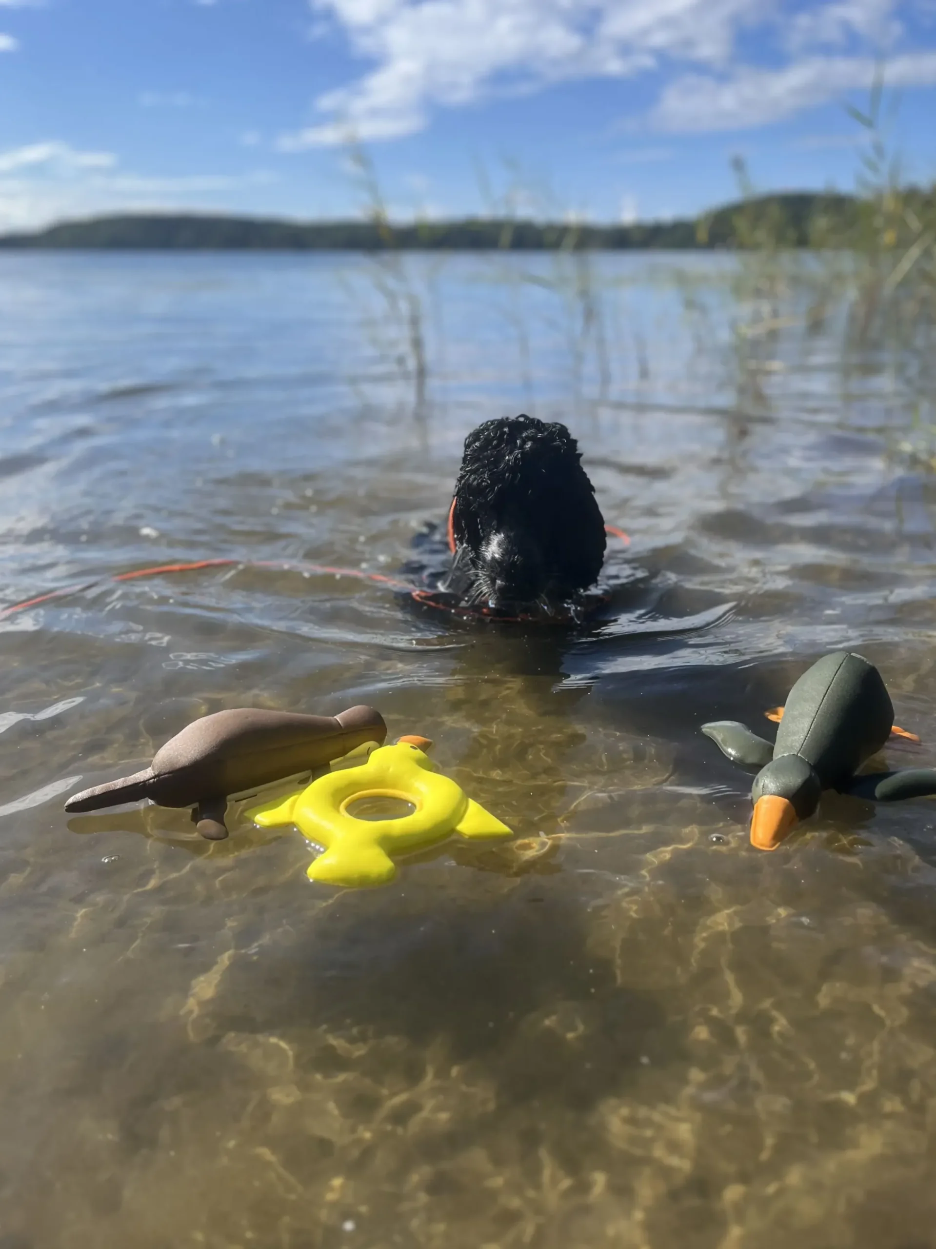 Discount RUKKA PETS Duck Floating Toy