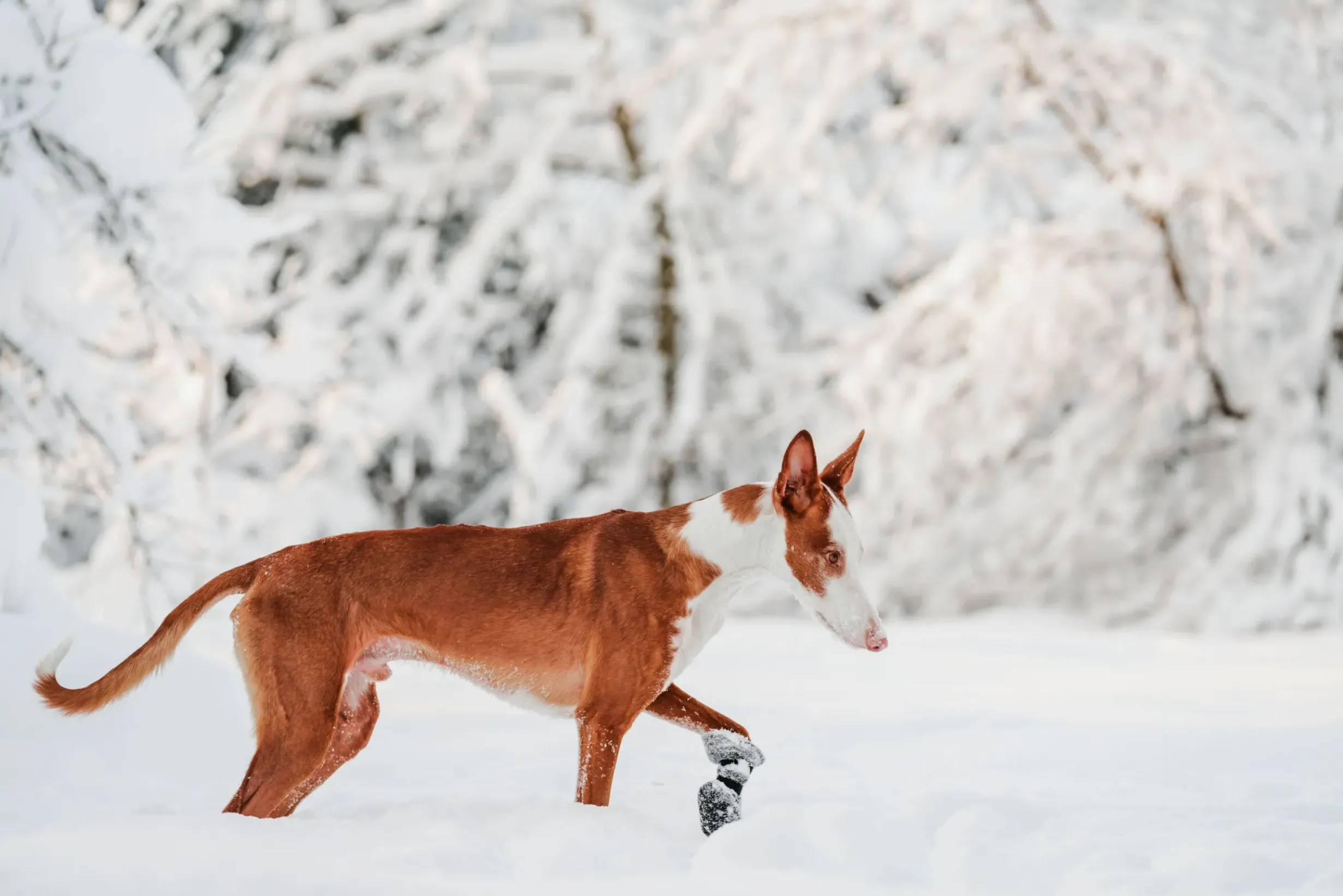 Hot RUKKA PETS Fleece boots pcs