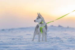 Online RUKKA PETS For neon harne
