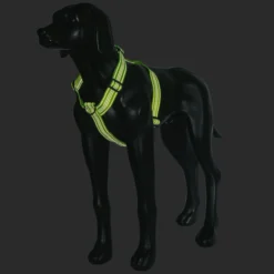 Online RUKKA PETS For neon harne