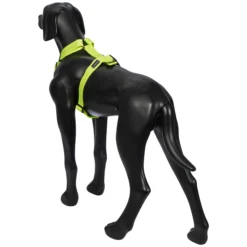 Online RUKKA PETS For neon harne