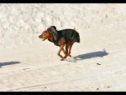 Discount RUKKA PETS Frostbiter parka