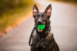 Sale RUKKA PETS Gel ball with handle
