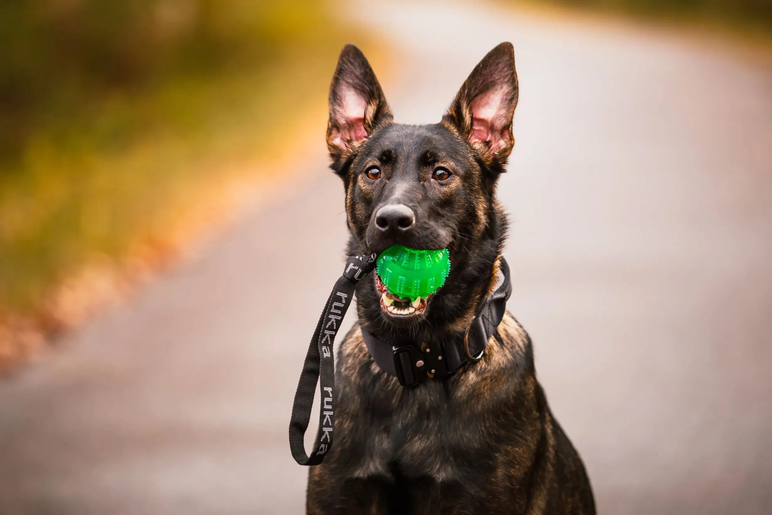 Sale RUKKA PETS Gel ball with handle