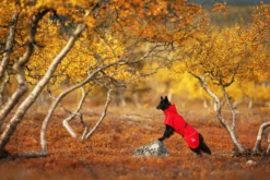 Online RUKKA PETS Hayton x raincoat