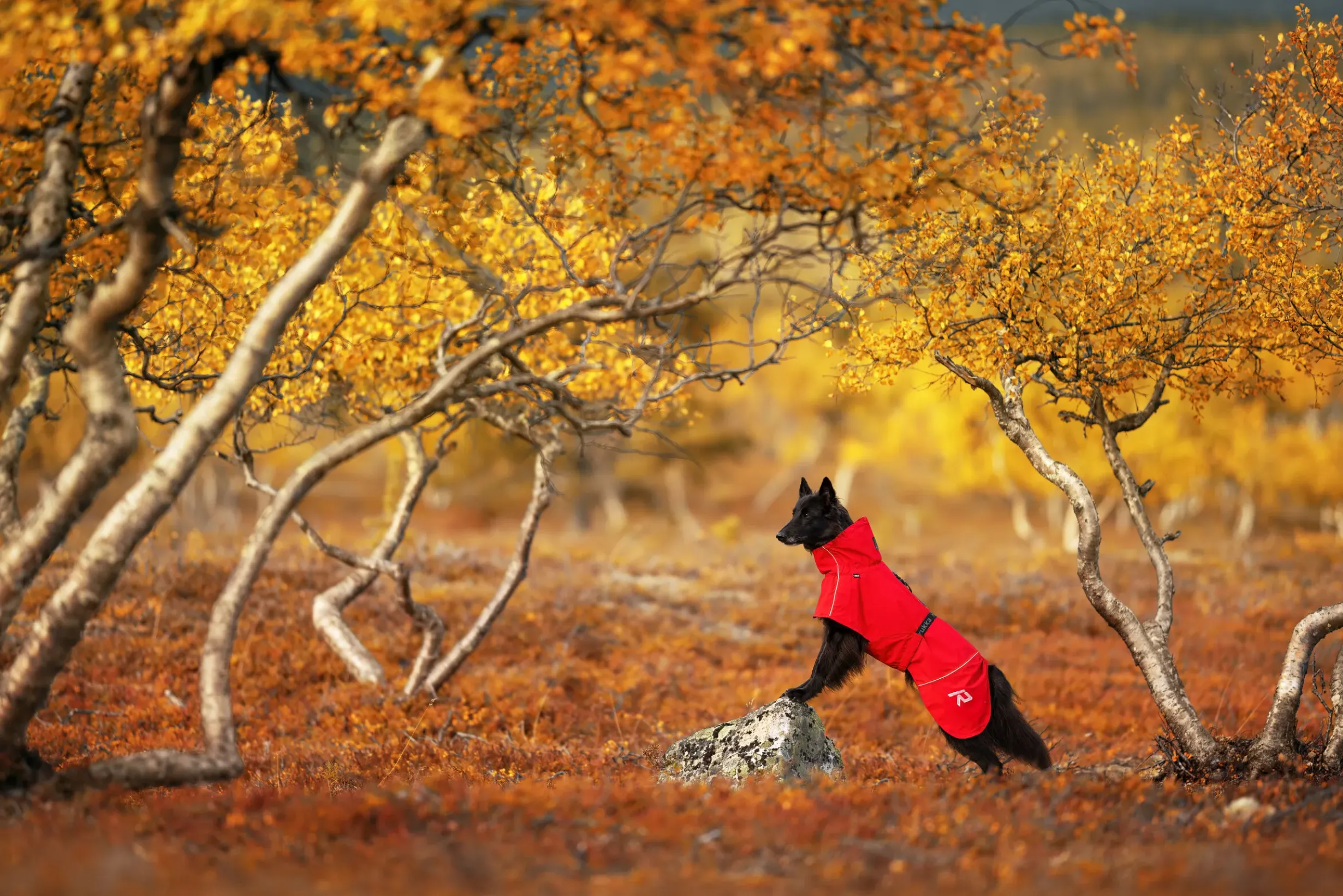 Online RUKKA PETS Hayton x raincoat