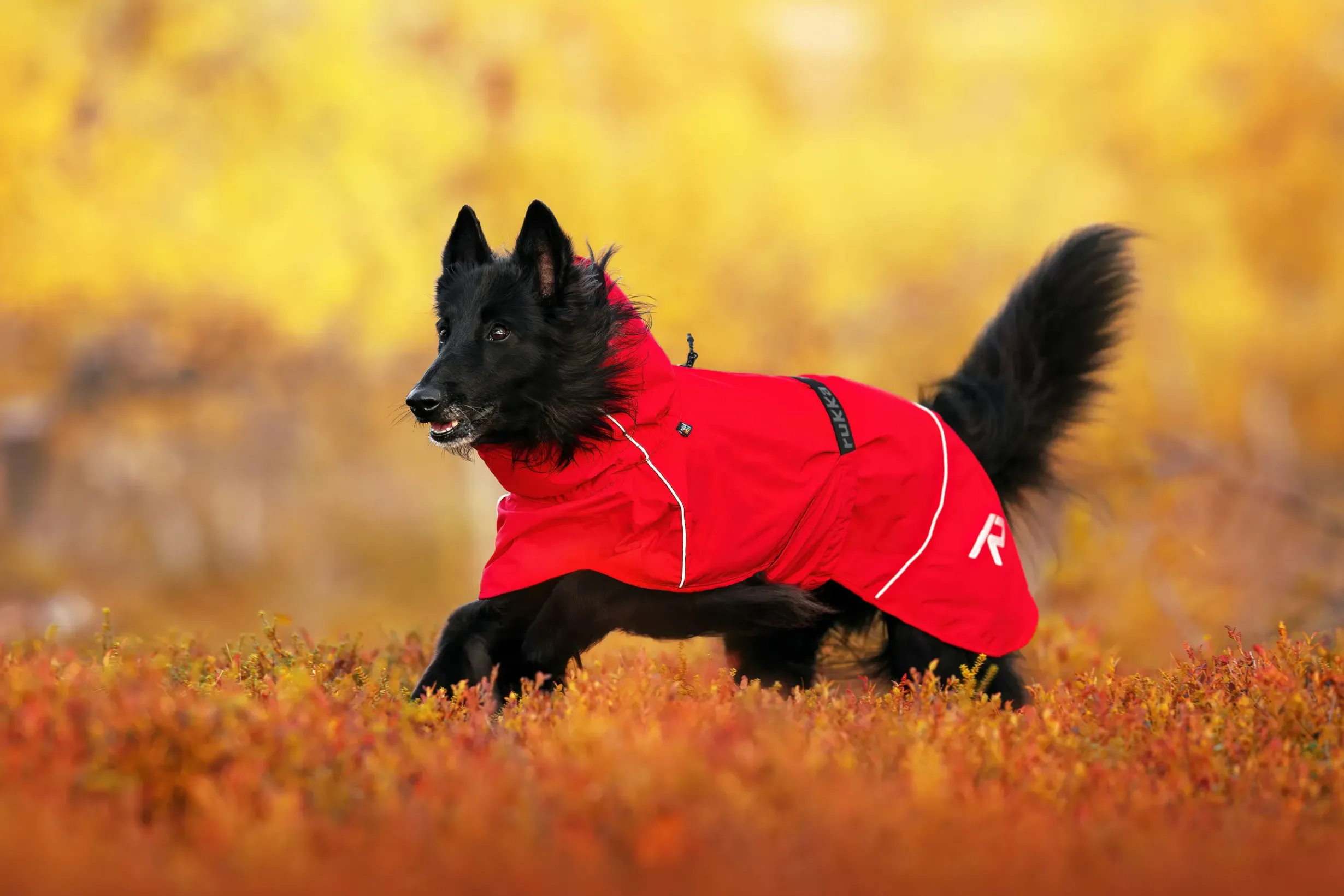 Online RUKKA PETS Hayton x raincoat