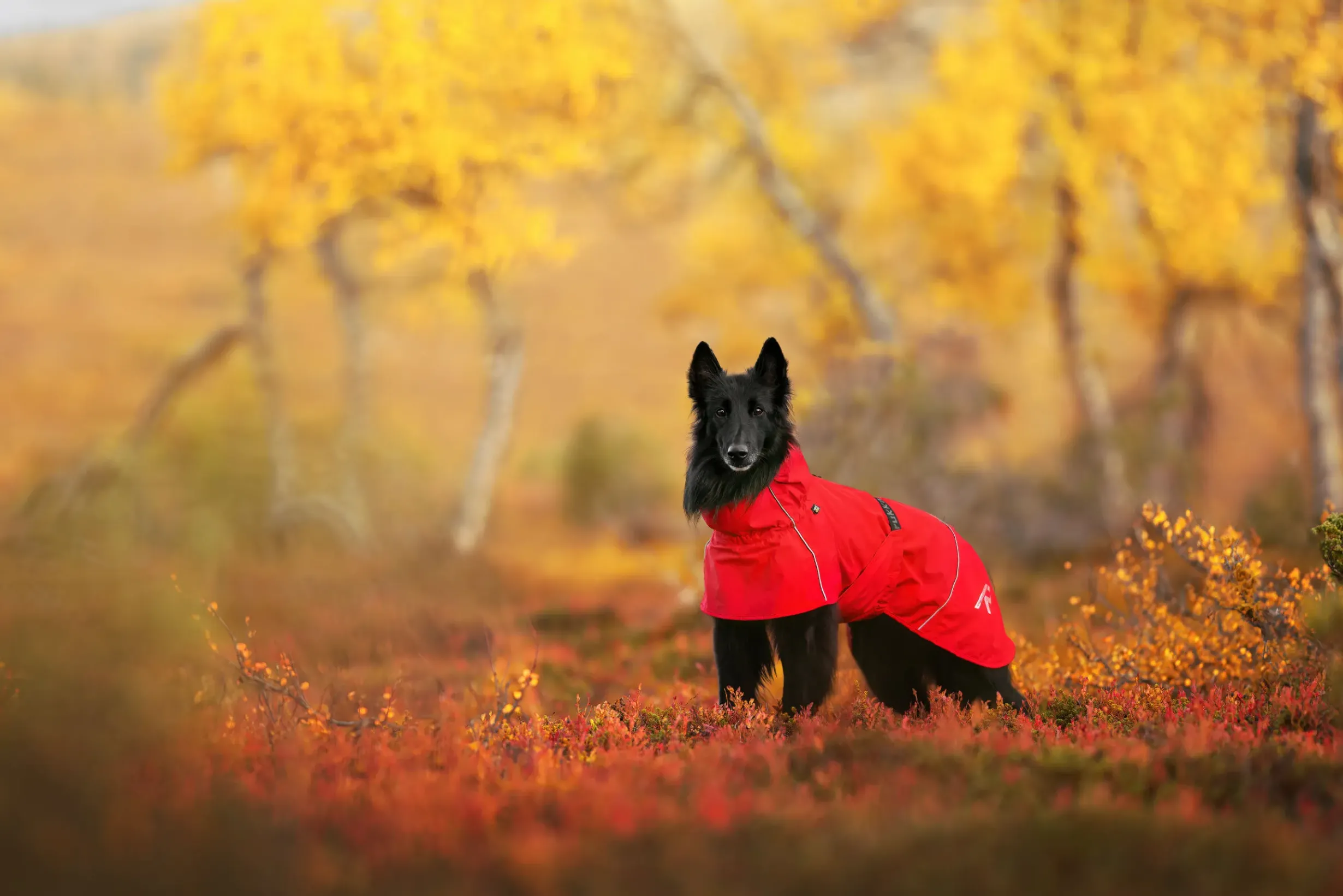 Online RUKKA PETS Hayton x raincoat