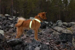 Outlet RUKKA PETS Note Body Band