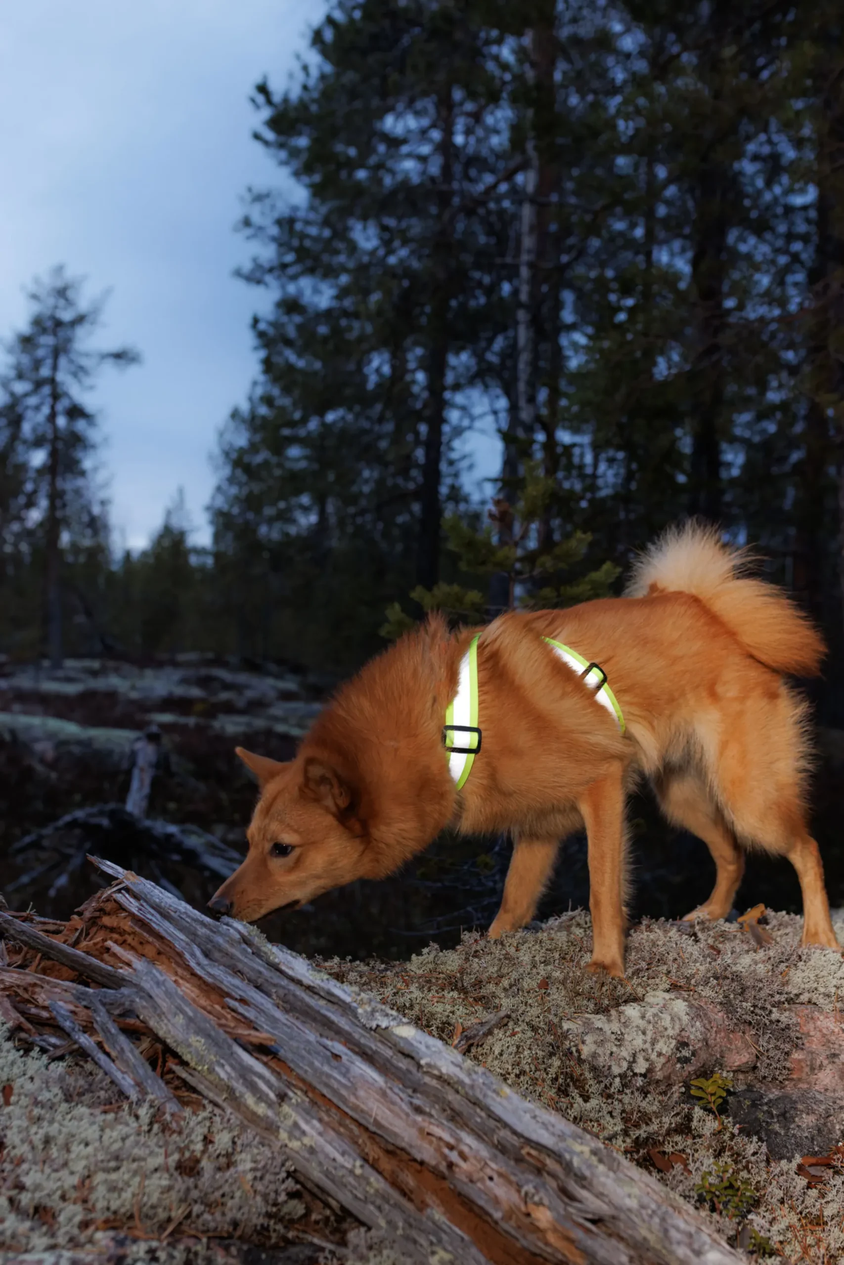 Outlet RUKKA PETS Note Body Band
