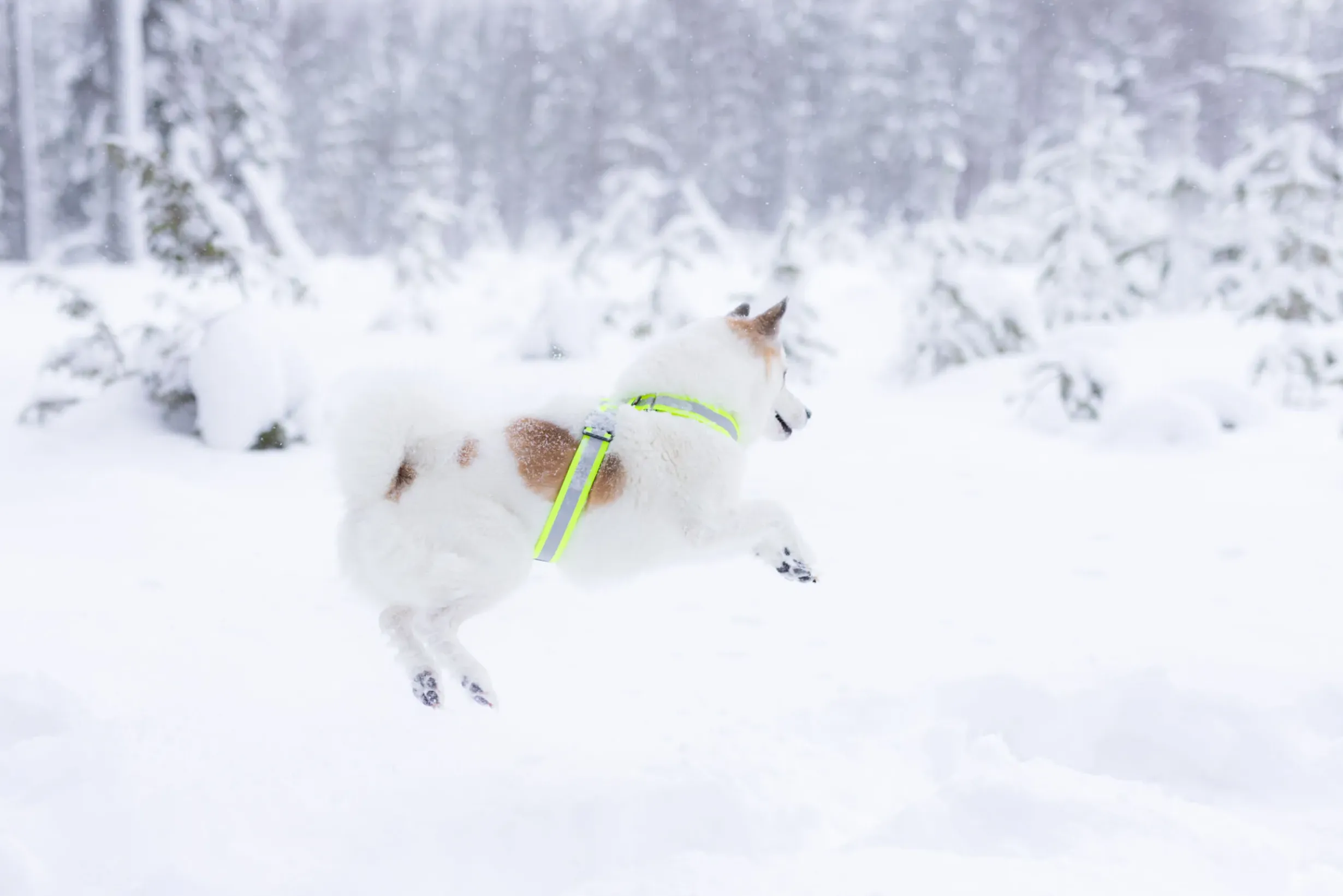 Outlet RUKKA PETS Note Body Band