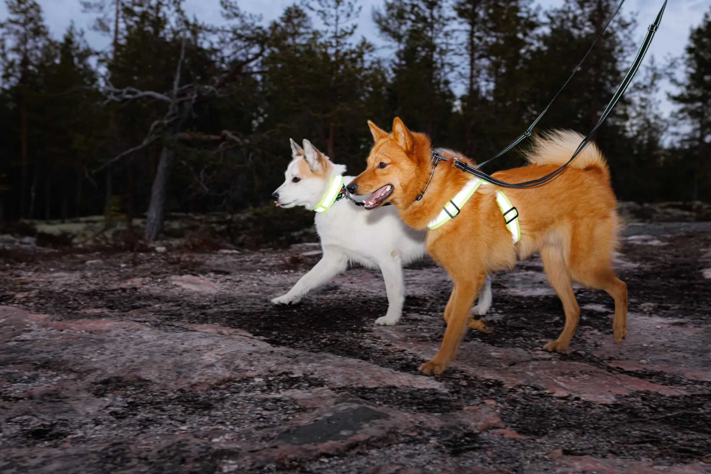 Outlet RUKKA PETS Note Body Band