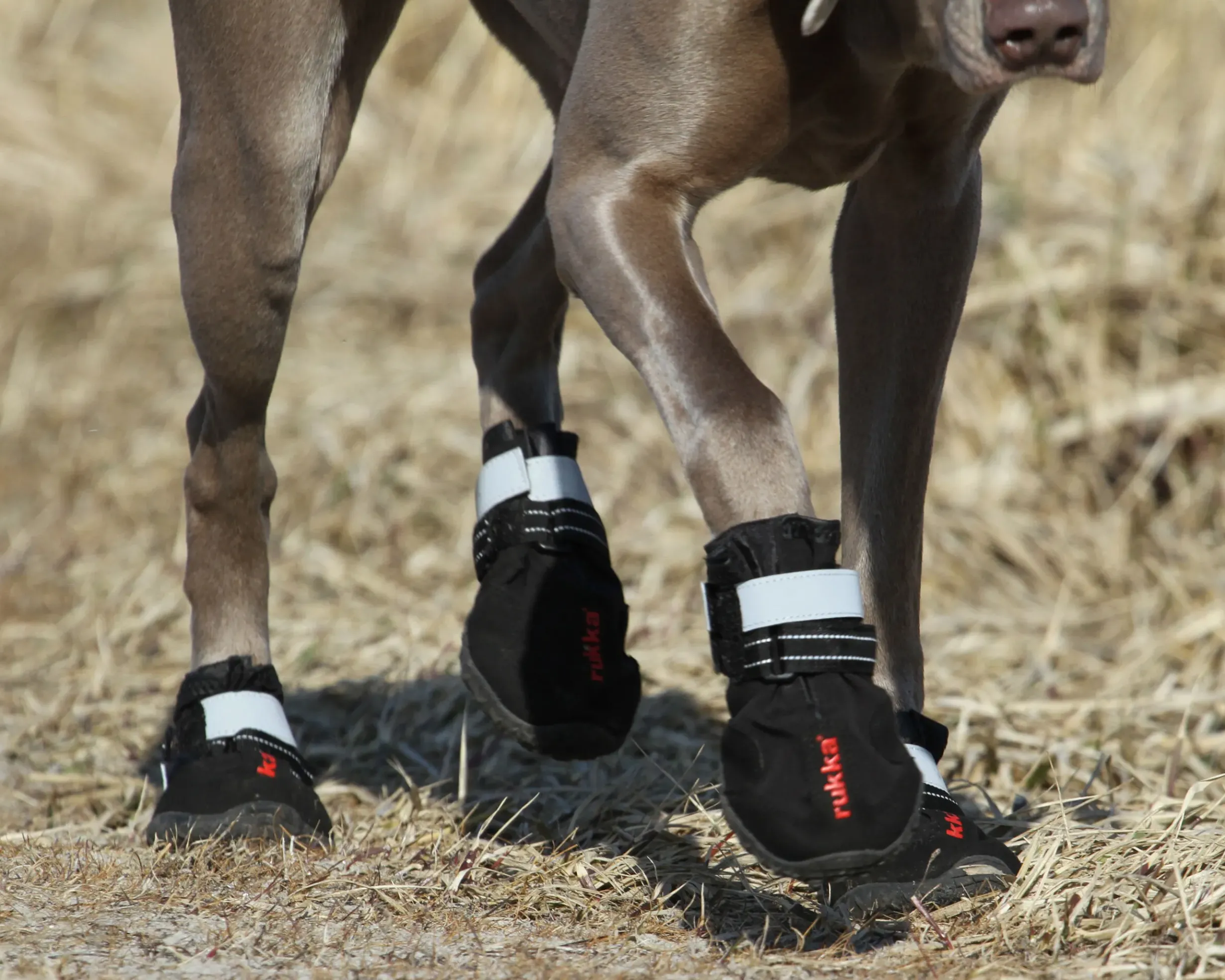 Outlet RUKKA PETS Proff shoes pcs