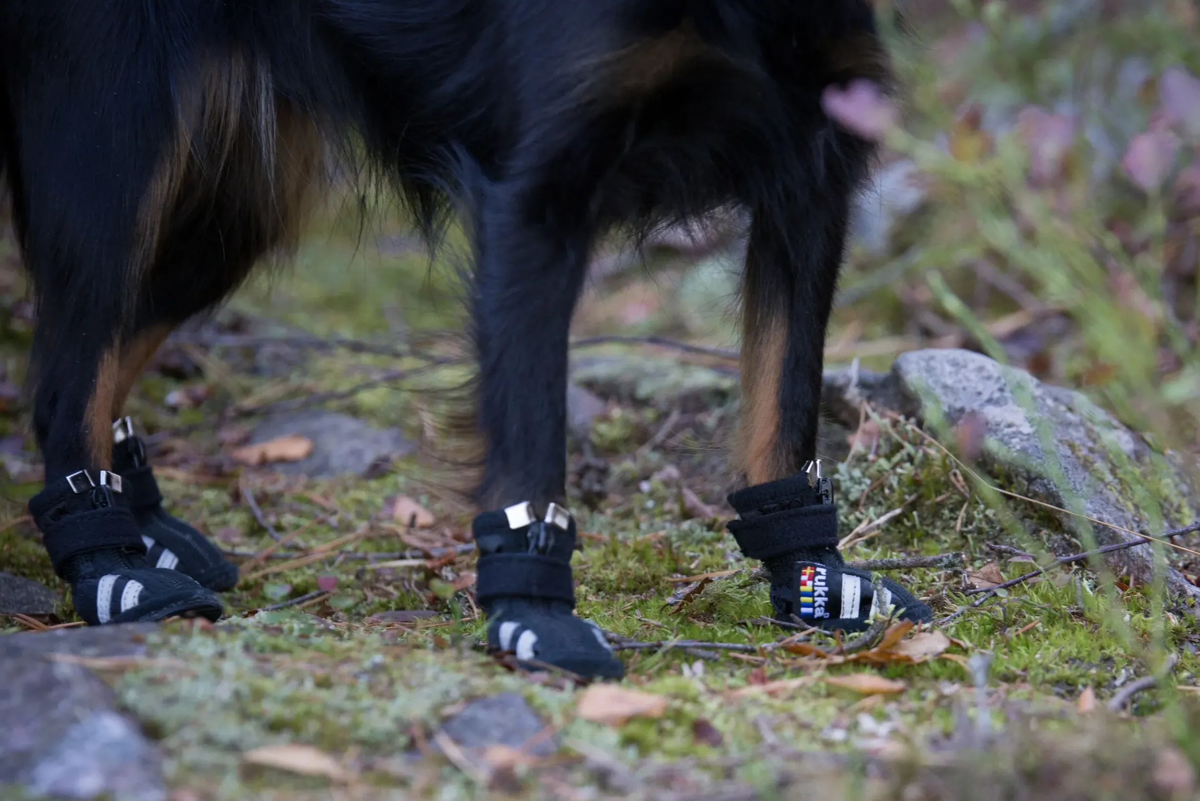 Hot RUKKA PETS Step shoes