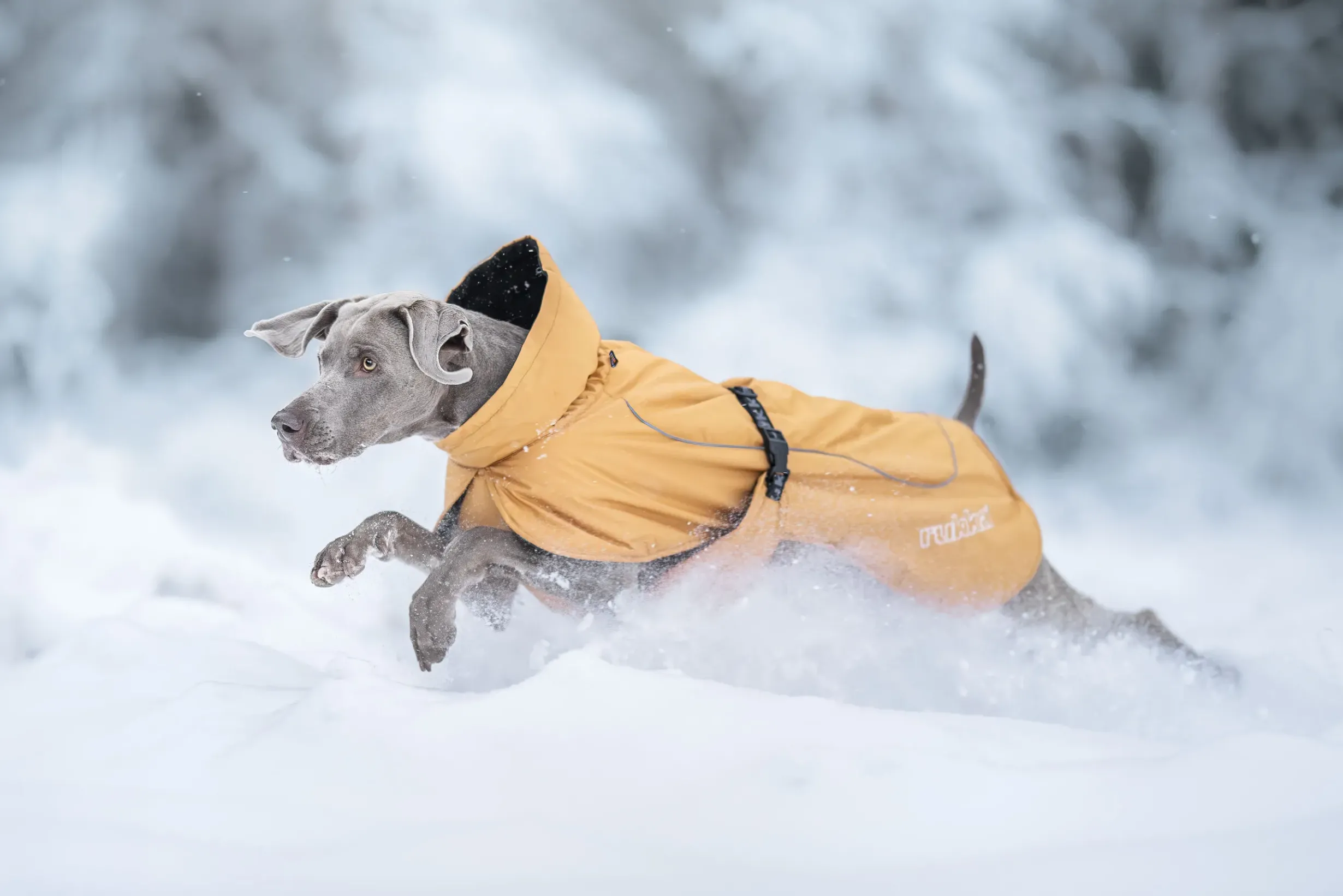 Hot RUKKA PETS Stormy coat