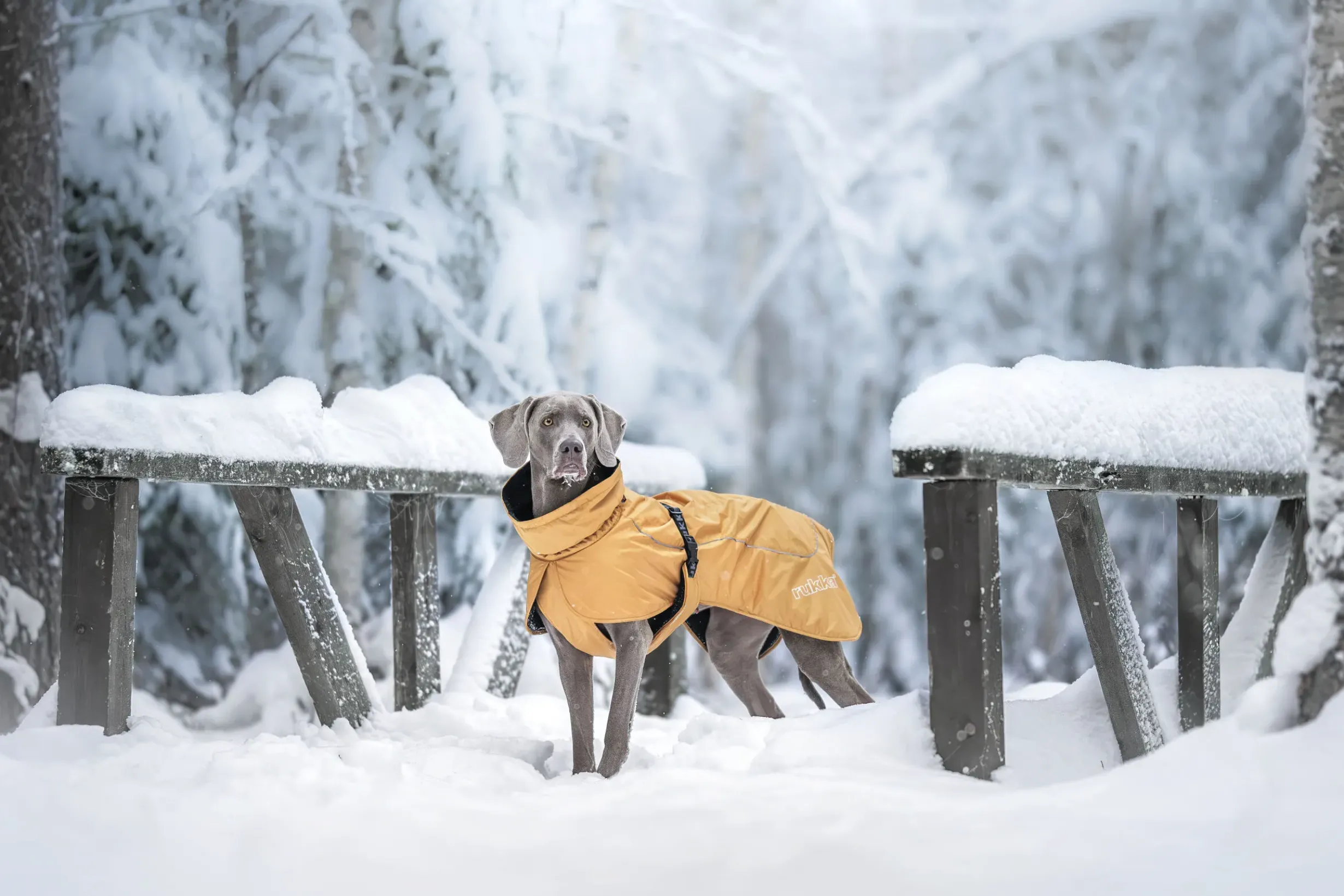 Hot RUKKA PETS Stormy coat