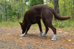 Online RUKKA PETS Summer Shoes 2pcs