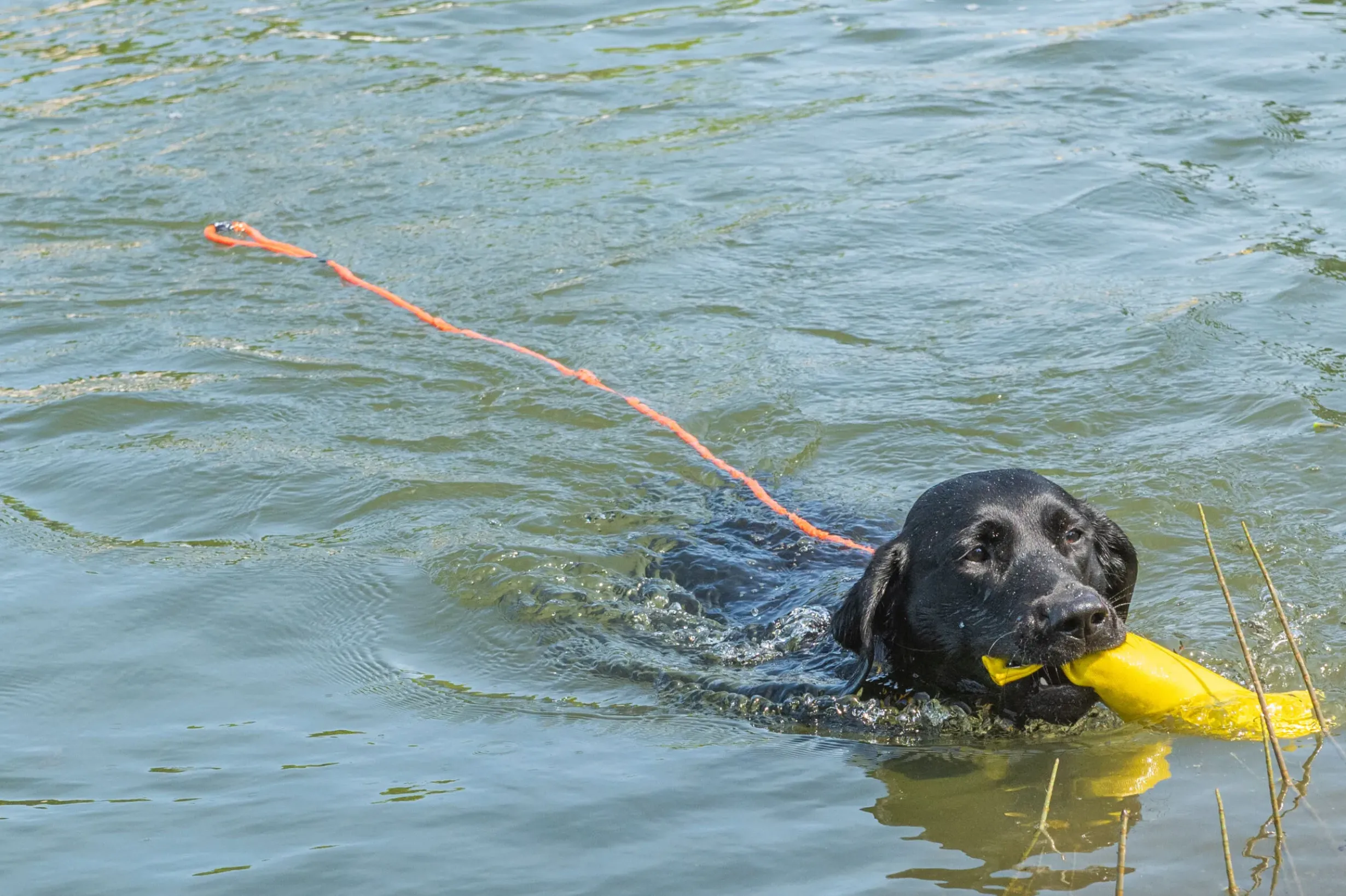 Online RUKKA PETS Swi leash