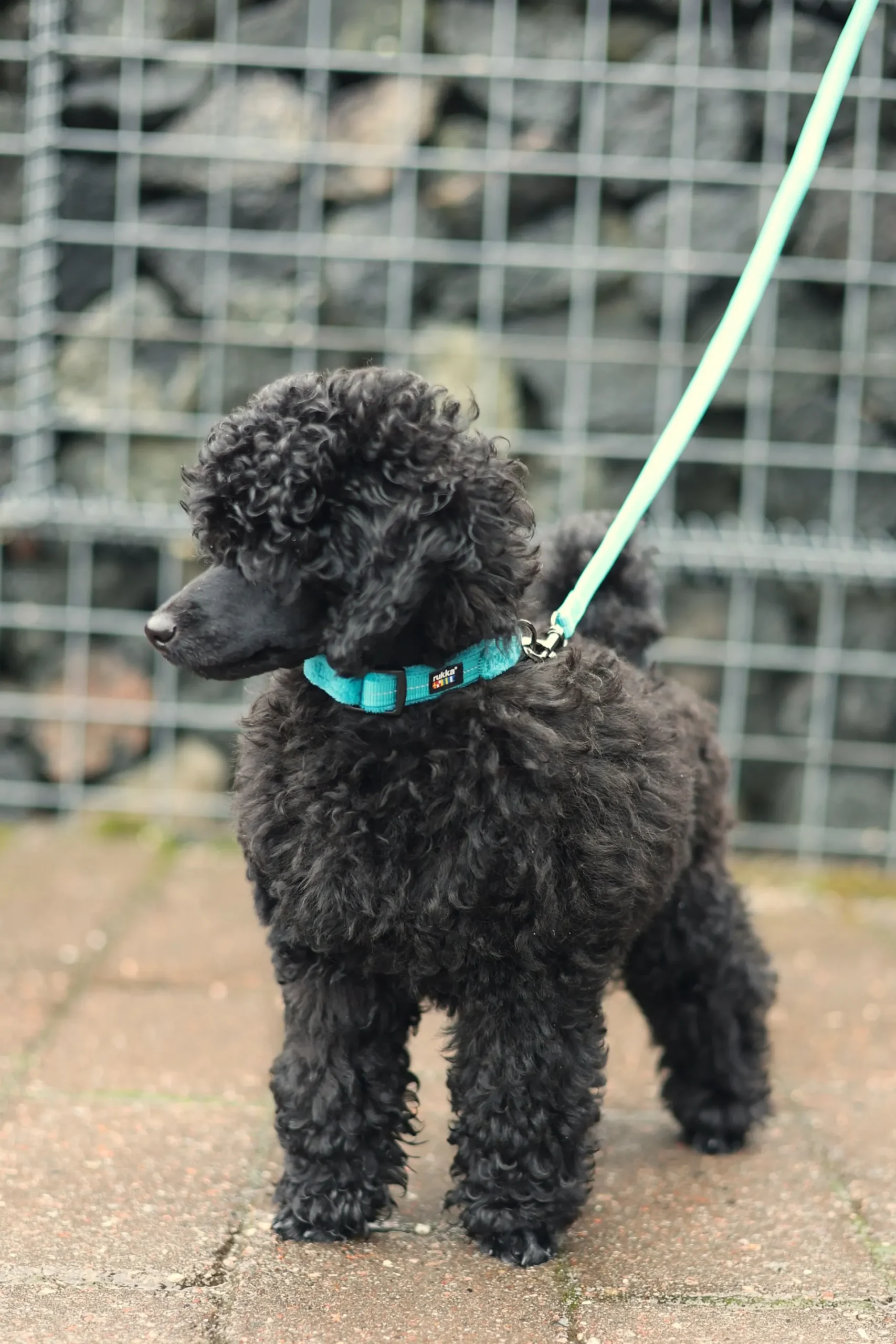 RUKKA PETS Tiny Collar