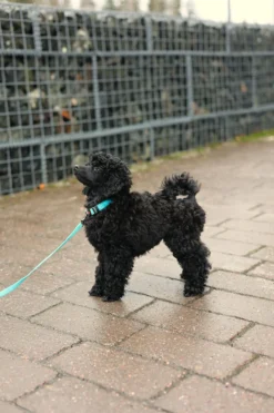RUKKA PETS Tiny Collar