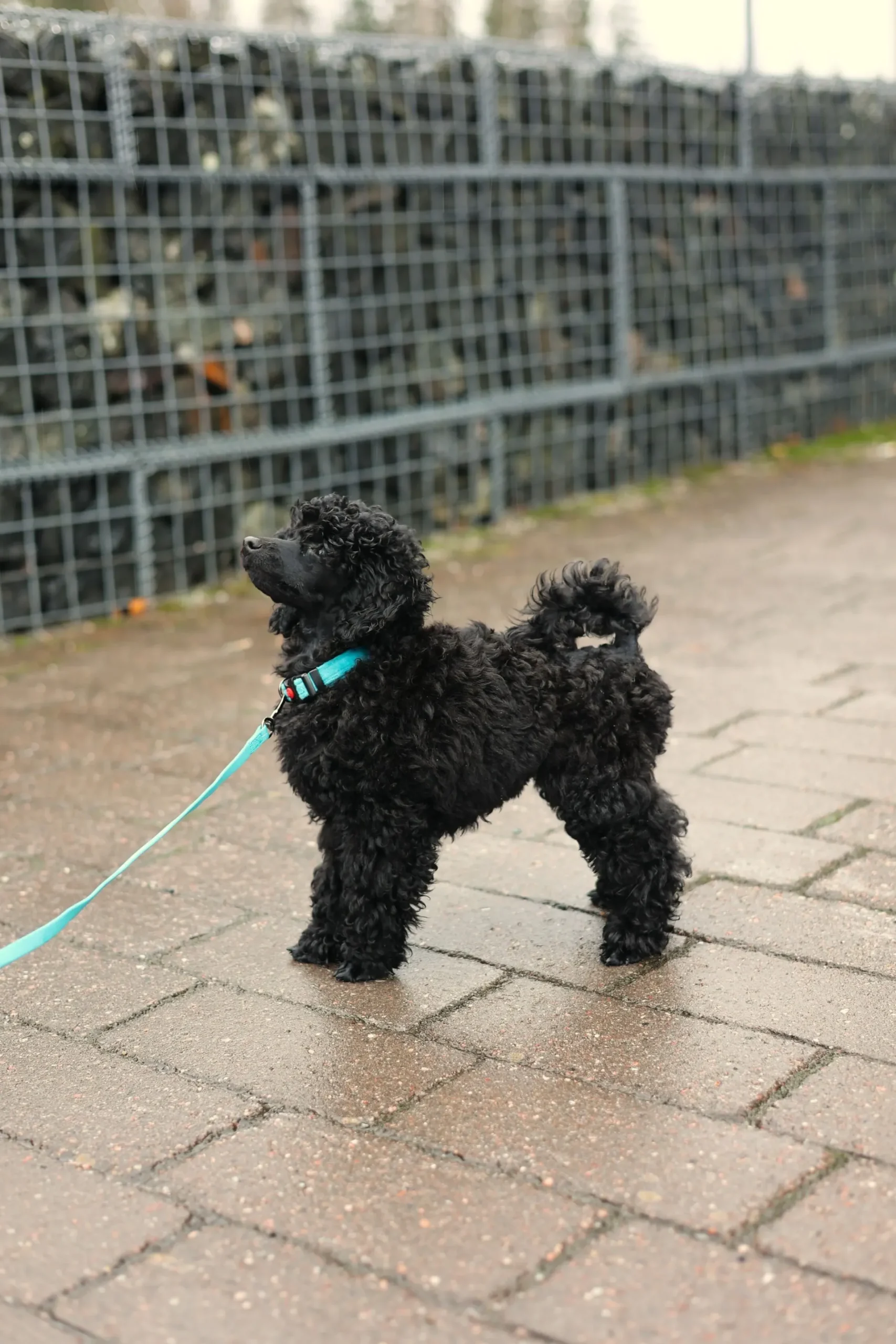 RUKKA PETS Tiny Collar
