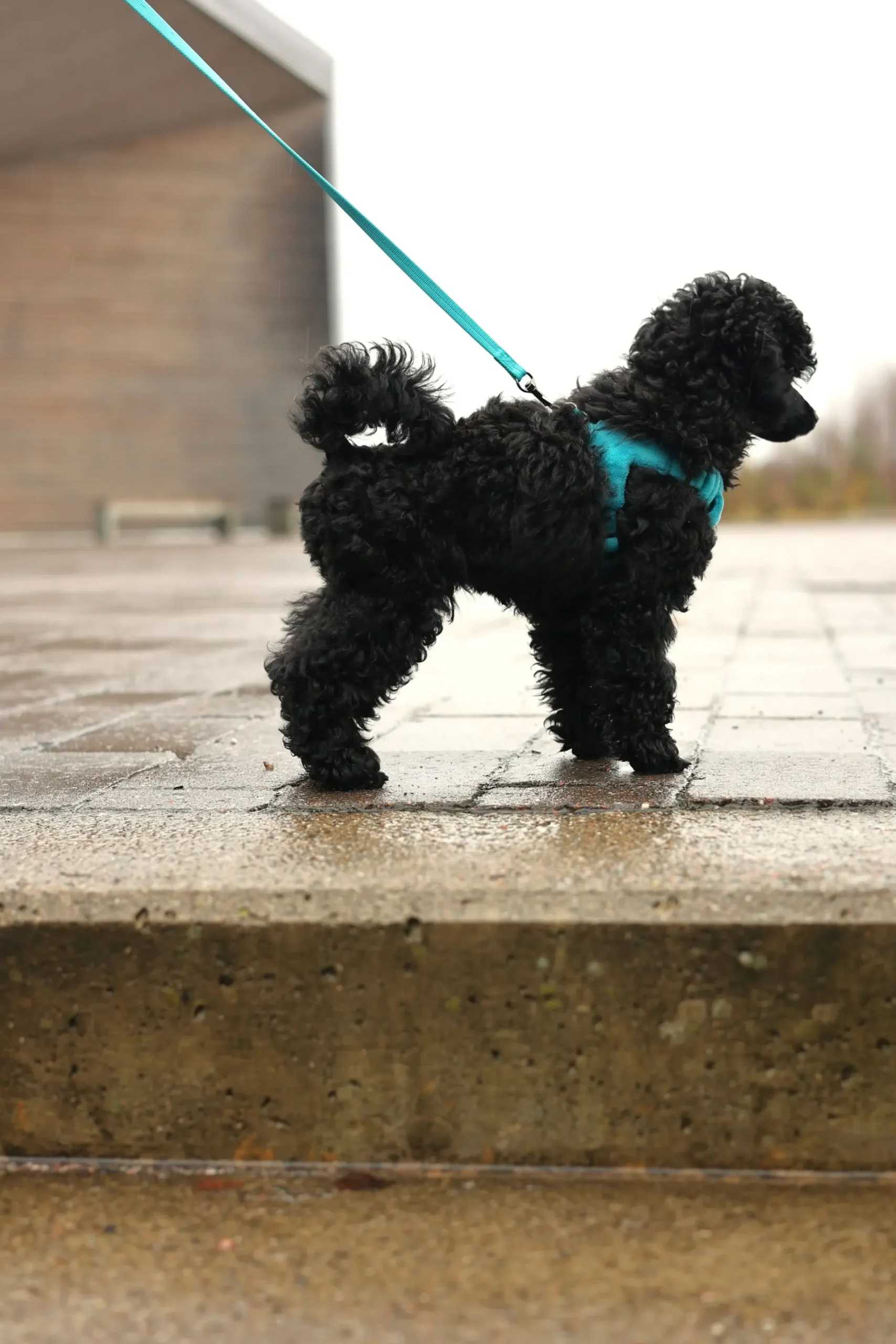 Best RUKKA PETS Tiny Harne