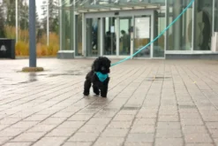 Best RUKKA PETS Tiny Harne
