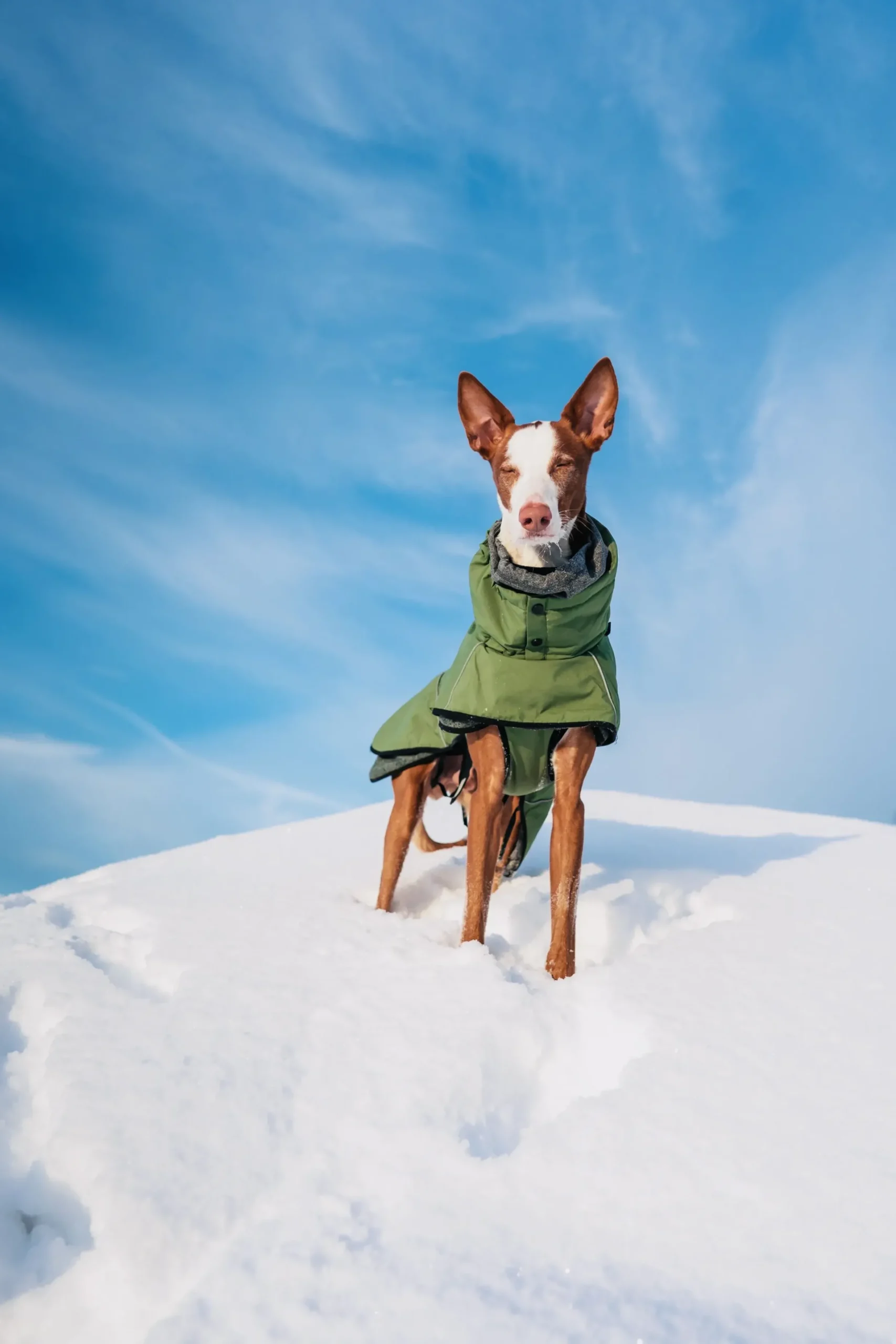 RUKKA PETS Warmup 2.0 coat