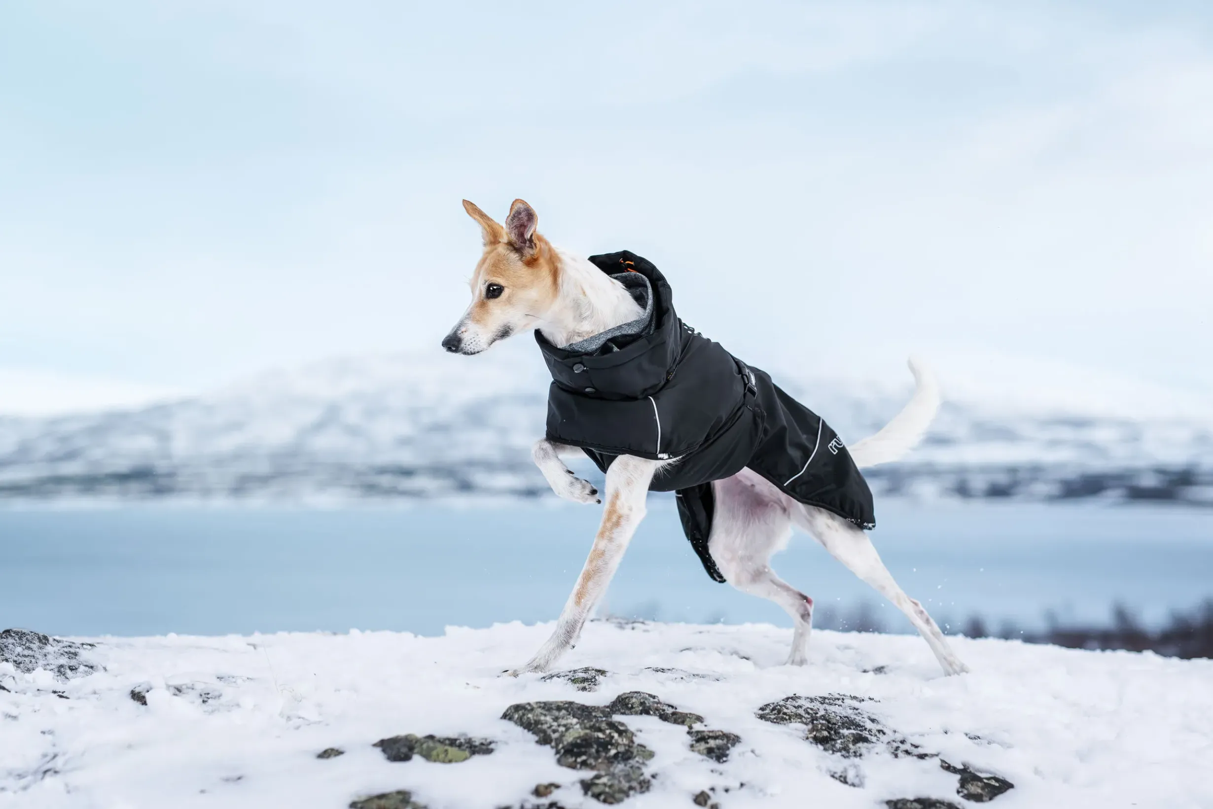Discount RUKKA PETS Warmup 2.0 coat