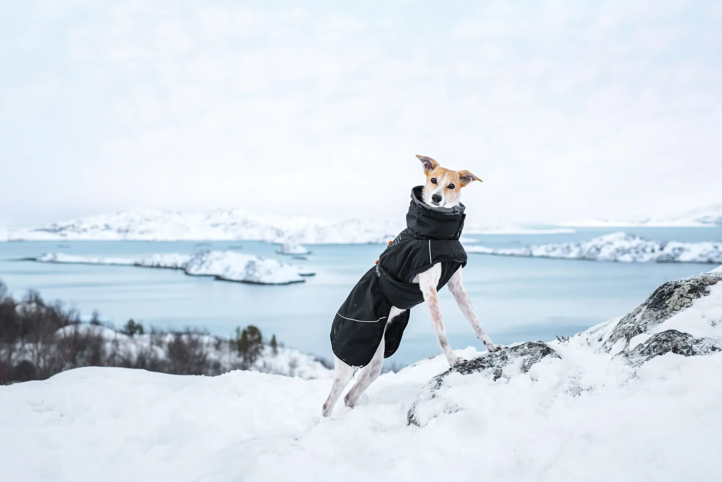 Discount RUKKA PETS Warmup 2.0 coat